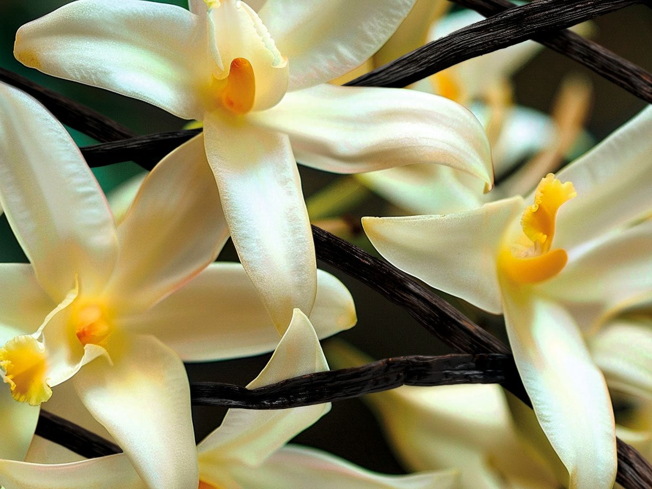 vanilla flower orchidea