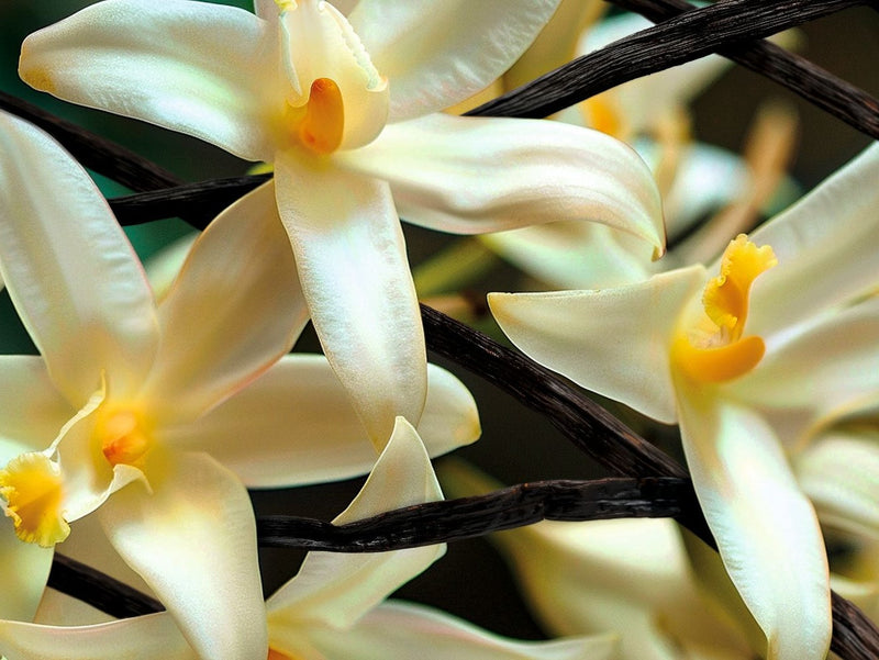vanilla flower orchidea